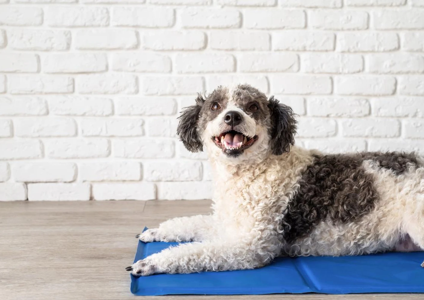 Pet Cooling Mat feature1@2x