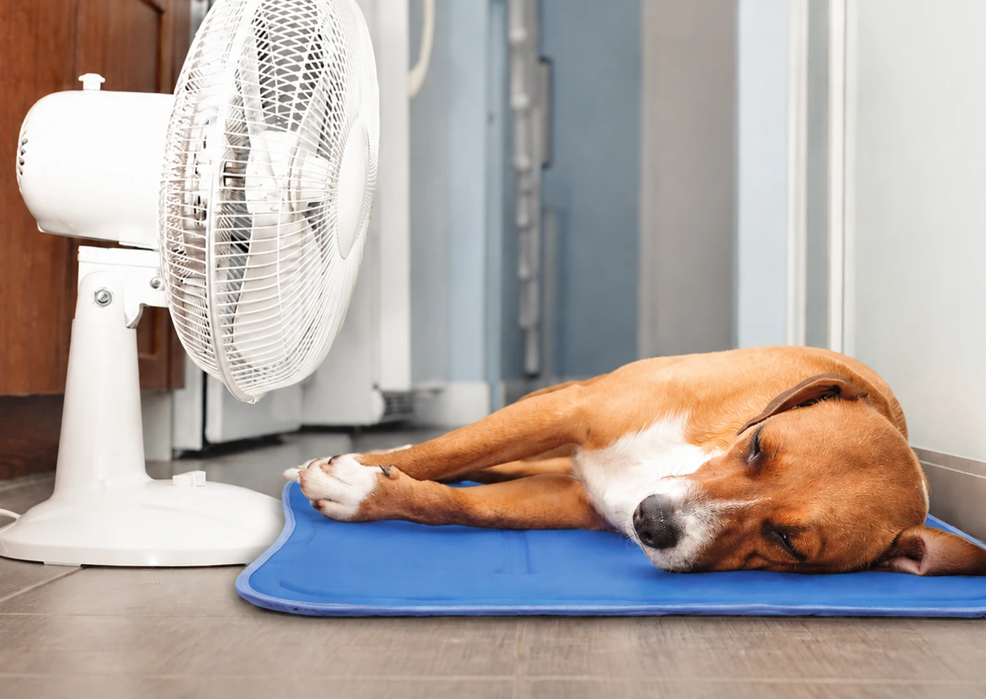 Pet Cooling Mat feature2@2x