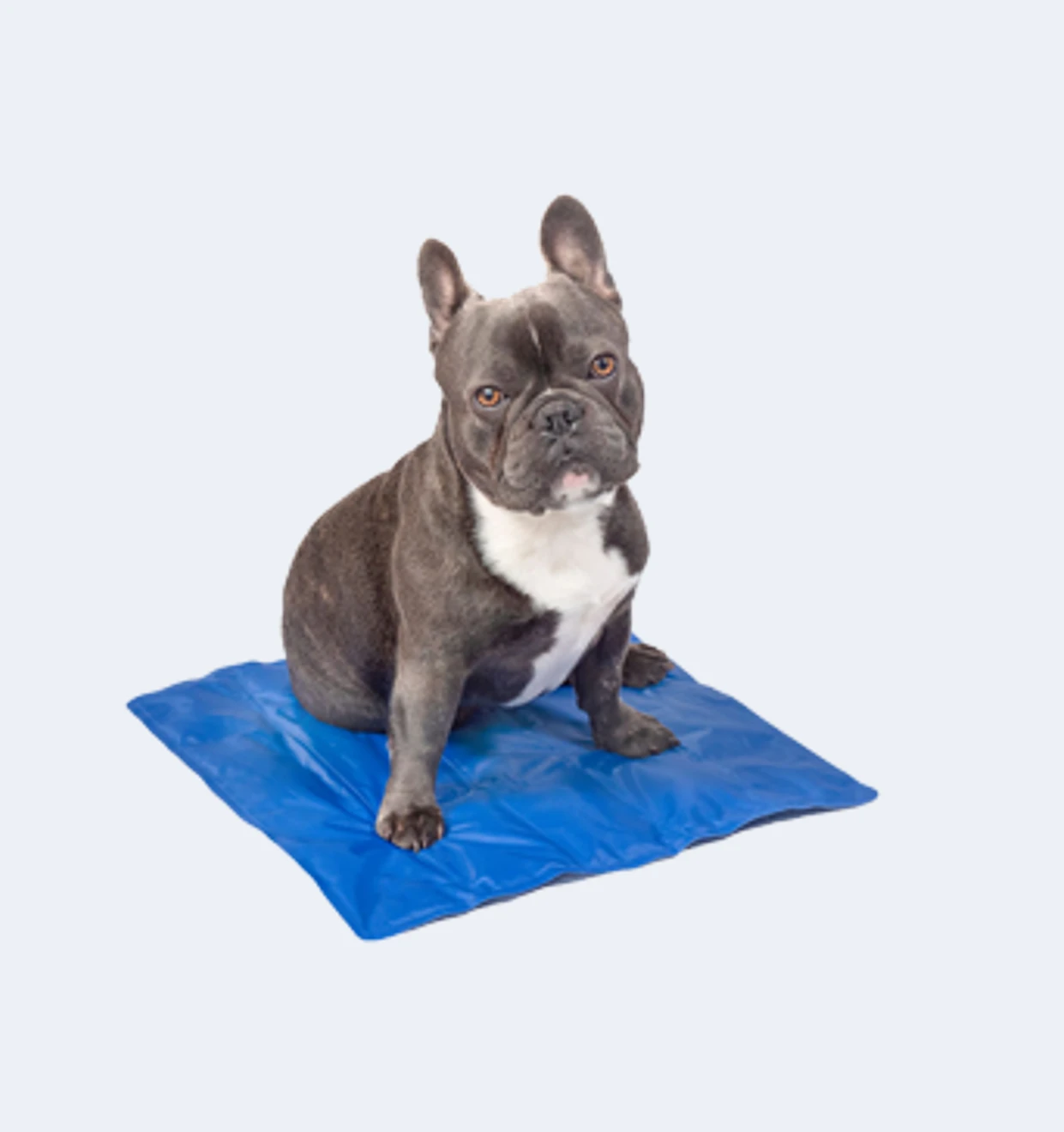 Pet Cooling Mat4@2x